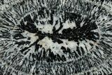 Polished Orbicular Granite Section - Western Australia #353169-1